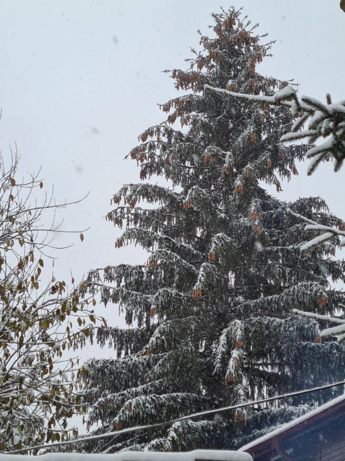 Vila Muntii Bucegi & Spa Bran  Dış mekan fotoğraf
